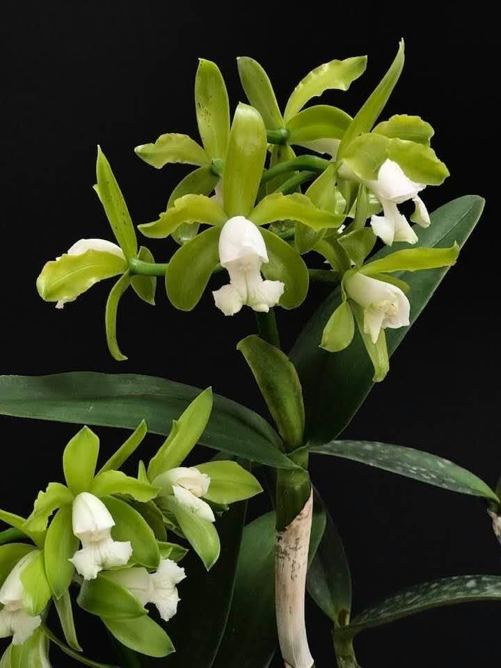 Cattleya guttata var. albina 'Interlagos' x 'Vitor Couto' Cattleya La Foresta Orchids 