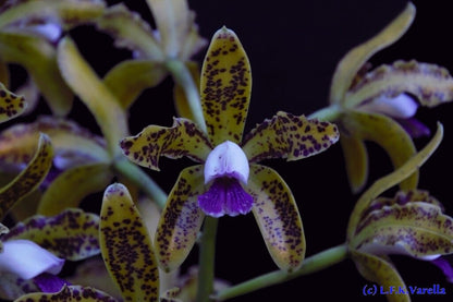 Cattleya guttata var. coerulea Cattleya La Foresta Orchids 