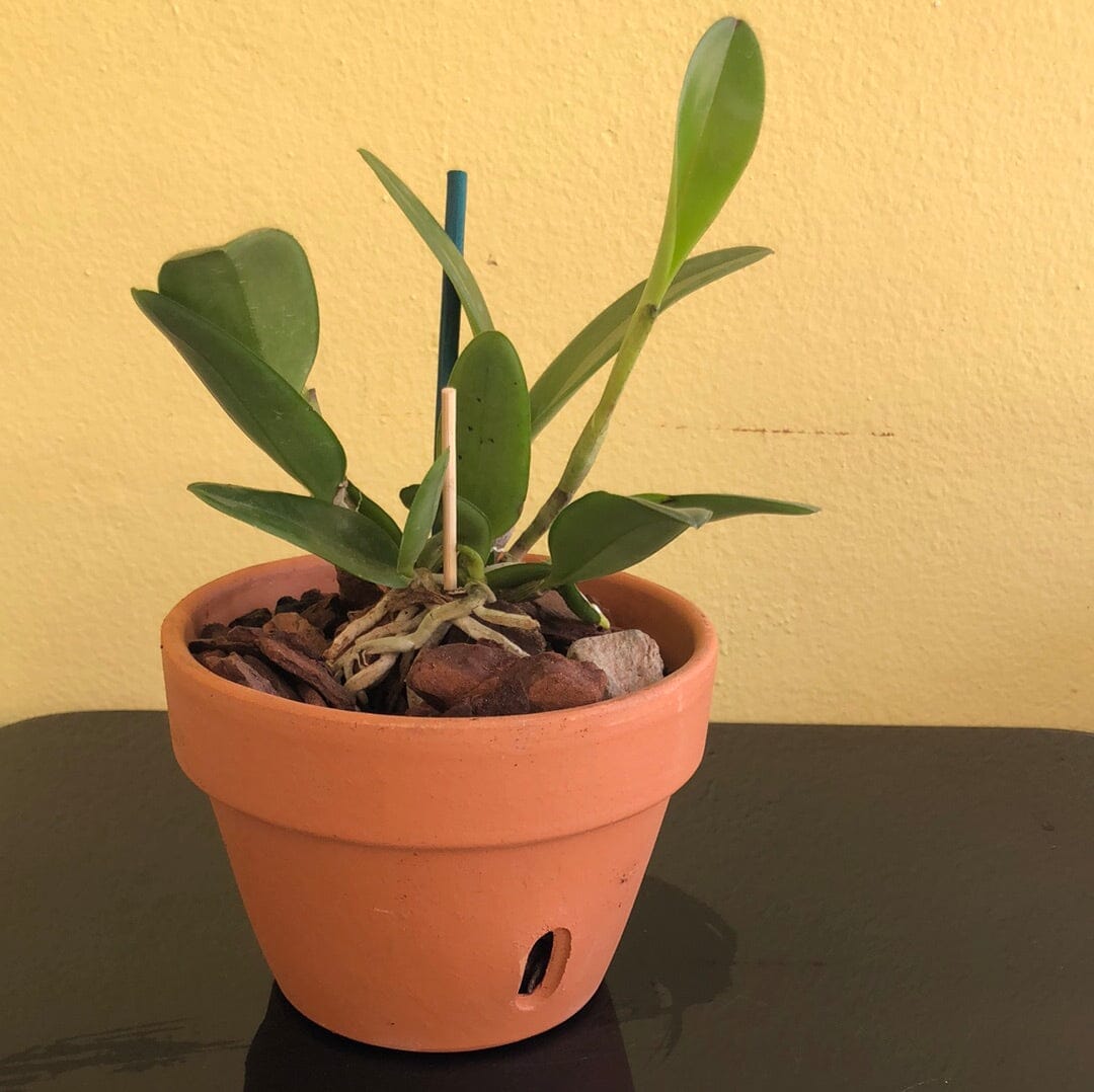Cattleya guttata var. coerulea Cattleya La Foresta Orchids NBS in a 5" clay pot 