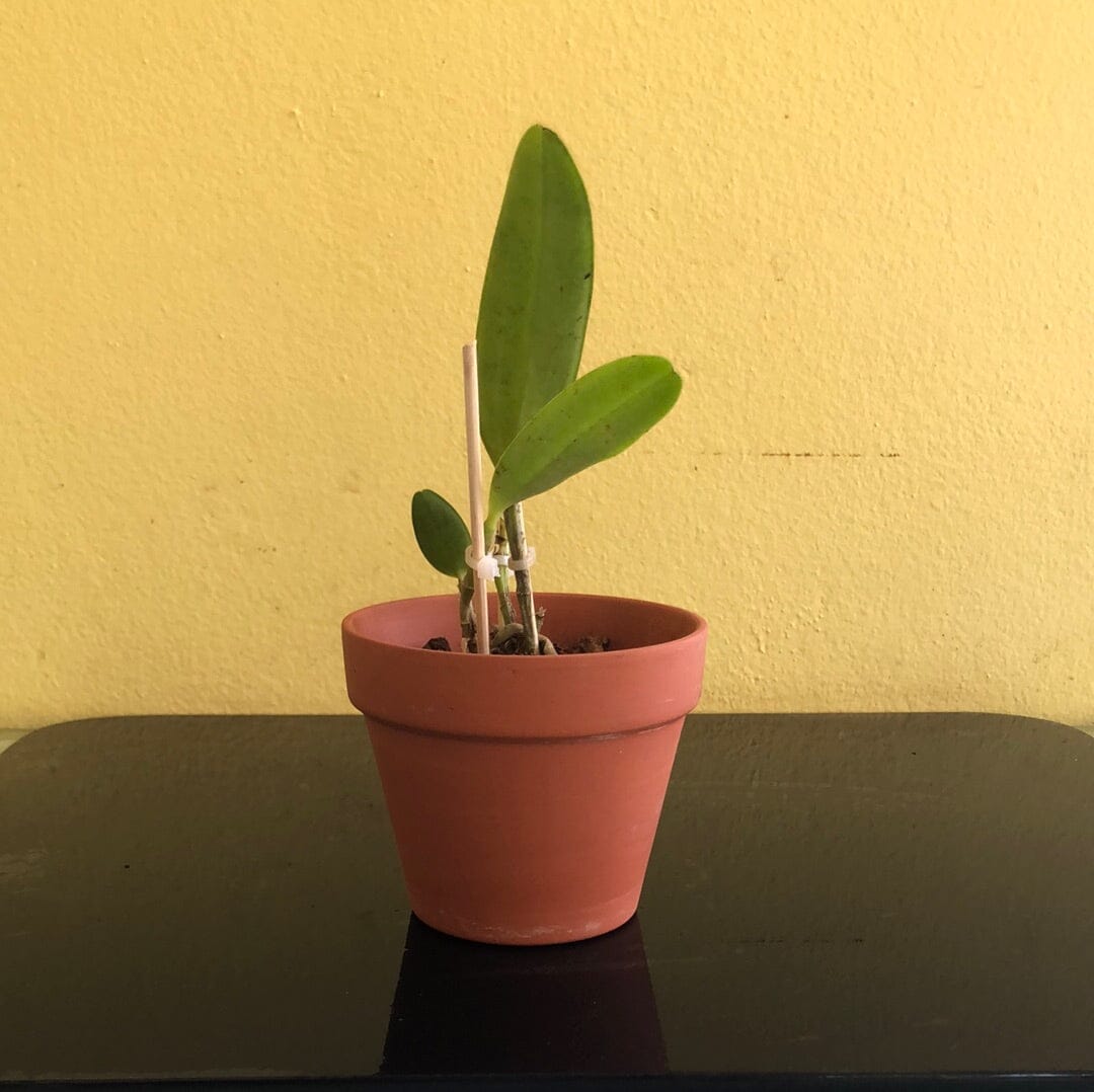Cattleya guttata var. coerulea x Cattleya leopoldii var. coerulea Cattleya La Foresta Orchids