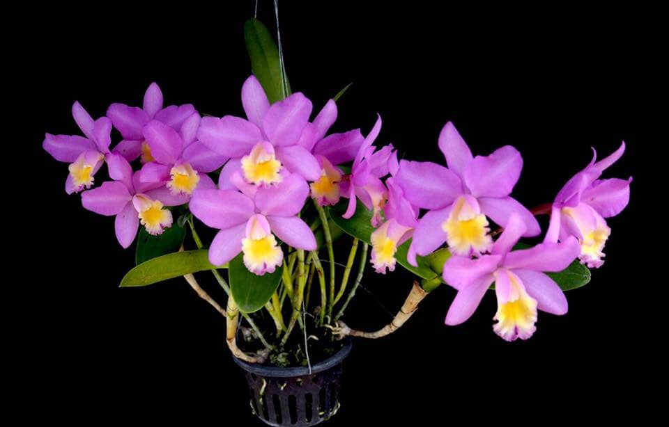Cattleya harrisoniana Cattleya La Foresta Orchids 