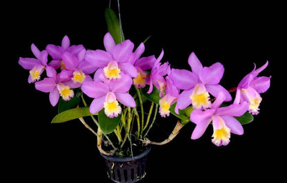 Cattleya harrisoniana Cattleya La Foresta Orchids 