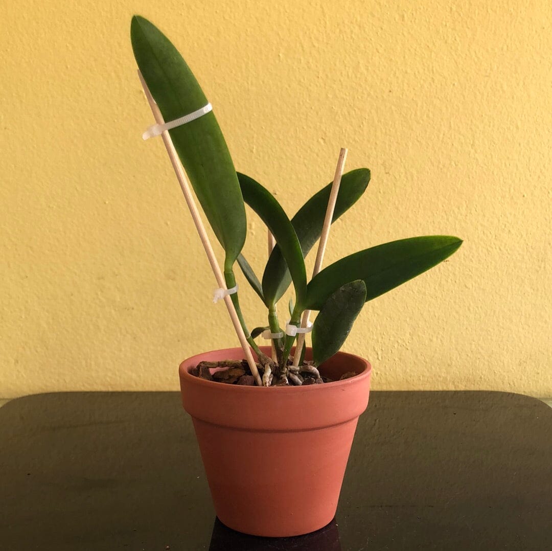 Cattleya harrisoniana Cattleya La Foresta Orchids