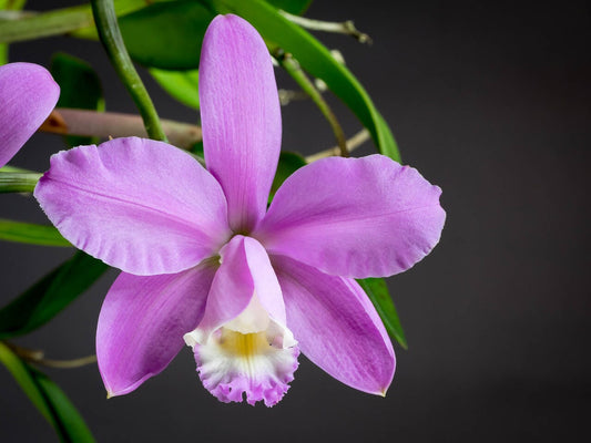 Cattleya harrisoniana Cattleya La Foresta Orchids