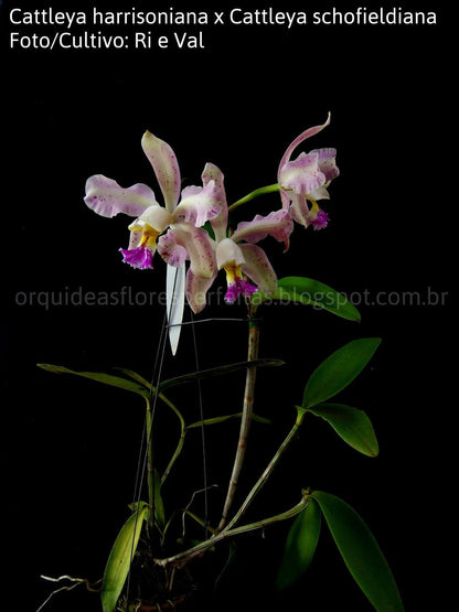 Cattleya harrisoniana var. trilabelo x Cattleya schofieldiana Cattleya La Foresta Orchids 