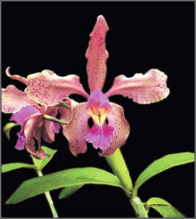 Cattleya harrisoniana var. trilabelo x Cattleya schofieldiana Cattleya La Foresta Orchids 