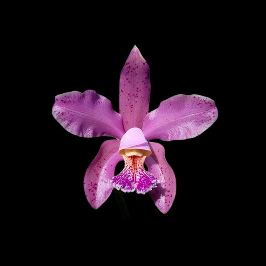 Cattleya harrisoniana var. trilabelo x Cattleya schofieldiana Cattleya La Foresta Orchids