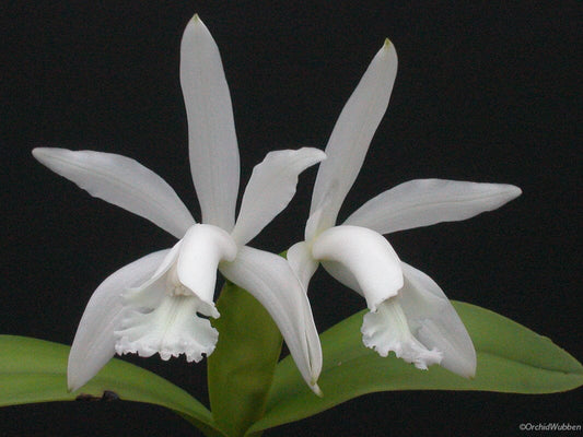 Cattleya intermedia var. alba Cattleya La Foresta Orchids