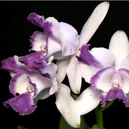 Cattleya intermedia var. aquini coerulea Cattleya La Foresta Orchids