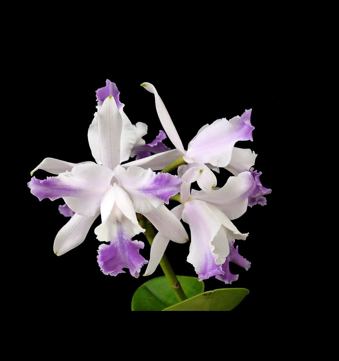 Cattleya intermedia var. aquini coerulea Cattleya La Foresta Orchids 