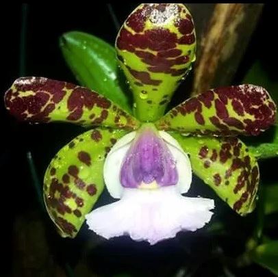Cattleya intermedia var. aquinii coerulea x Cattleya aclandiae var. coerulea x Cattleya forbesii var. alba Cattleya La Foresta Orchids