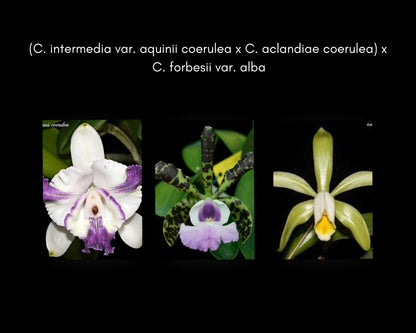 Cattleya intermedia var. aquinii coerulea x Cattleya aclandiae var. coerulea x Cattleya forbesii var. alba Cattleya La Foresta Orchids 