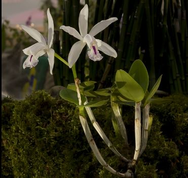 Cattleya intermedia var. orlata x var. semi alba Cattleya La Foresta Orchids 