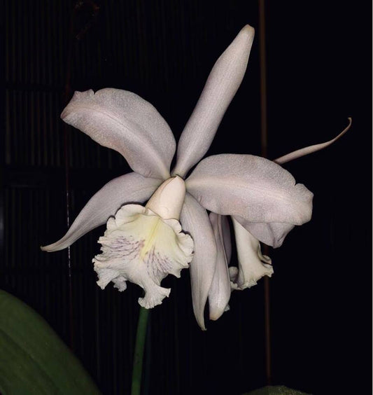 Cattleya intermedia × Cattleya maxima Cattleya La Foresta Orchids