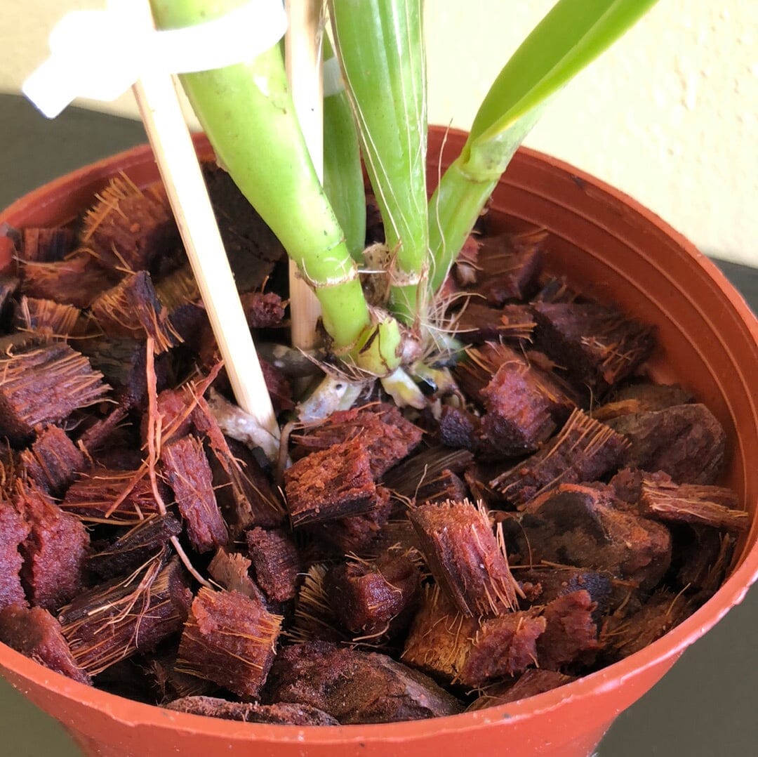 Cattleya iricolor × Cattleya rex x Cattleya dowiana Cattleya La Foresta Orchids