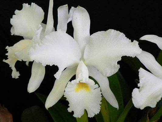 Cattleya jenmanii var. alba Cattleya La Foresta Orchids 