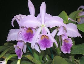Cattleya jenmanii var. coerulea 'Kathy's' AM/AOS x self Cattleya La Foresta Orchids