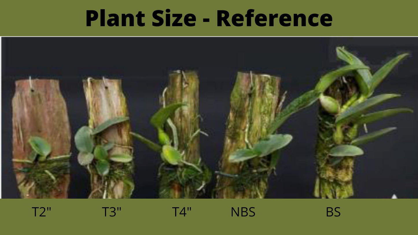Cattleya jenmanii var. coerulea 'Kathy's' AM/AOS x self Cattleya La Foresta Orchids