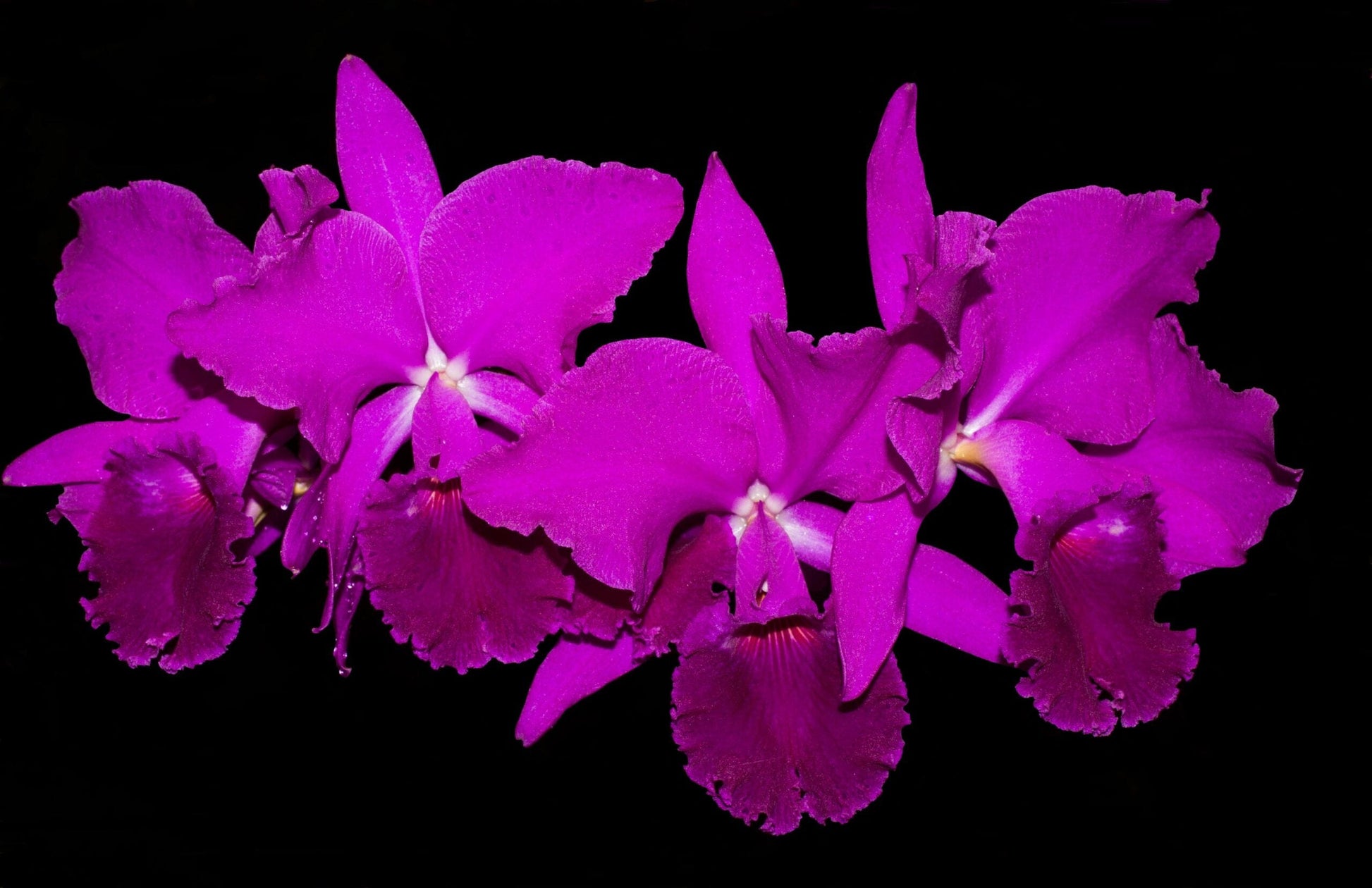 Cattleya jenmanii var. rubra Cattleya La Foresta Orchids 