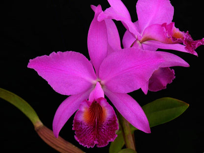 Cattleya jenmanii var. rubra Cattleya La Foresta Orchids 