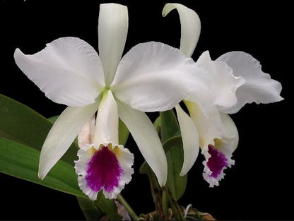 Cattleya jenmanii var. semi alba Cattleya La Foresta Orchids 