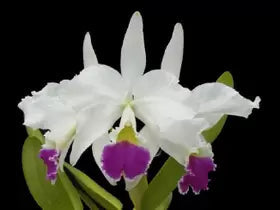 Cattleya jenmanii var. semi alba Cattleya La Foresta Orchids 