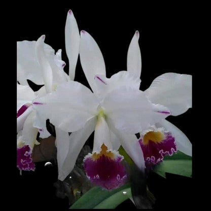 Cattleya jenmanii var. semi alba Cattleya La Foresta Orchids var. semi alba 'Pinceladas' 