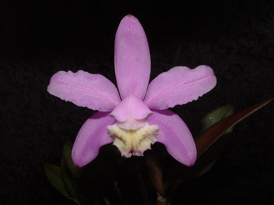 Cattleya kerrii Cattleya La Foresta Orchids