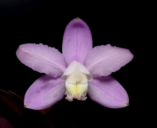 Cattleya kerrii 'Mother's Day 2N' x 'Pink Leprechaun' 4N Cattleya La Foresta Orchids 