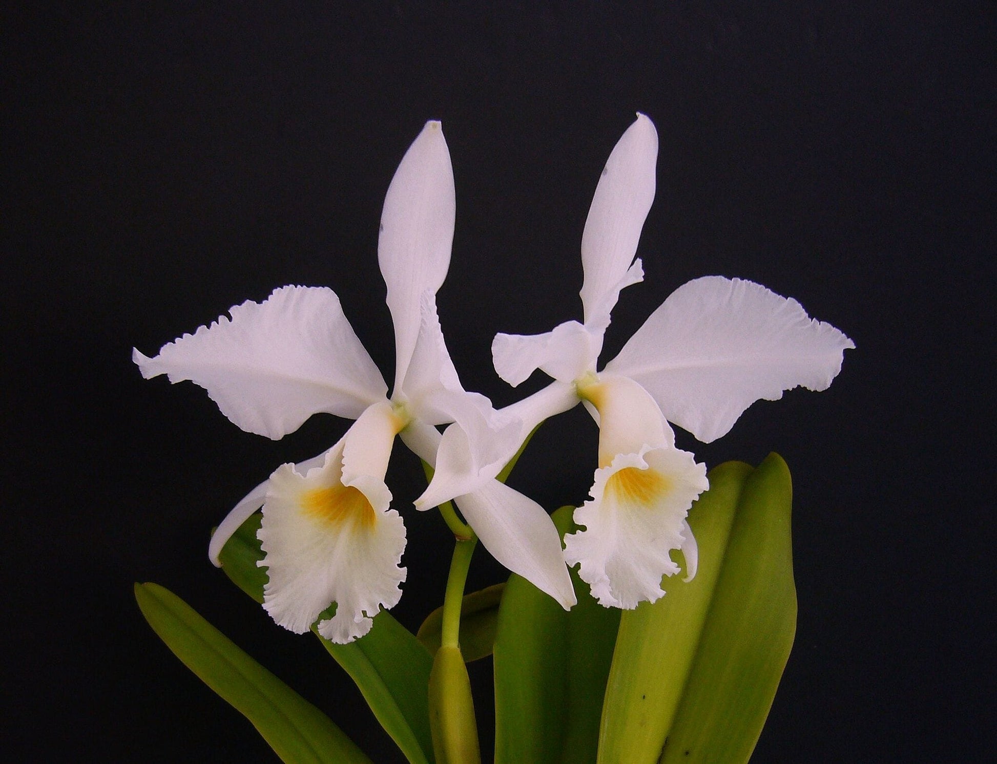 Cattleya labiata var. alba Cattleya La Foresta Orchids 