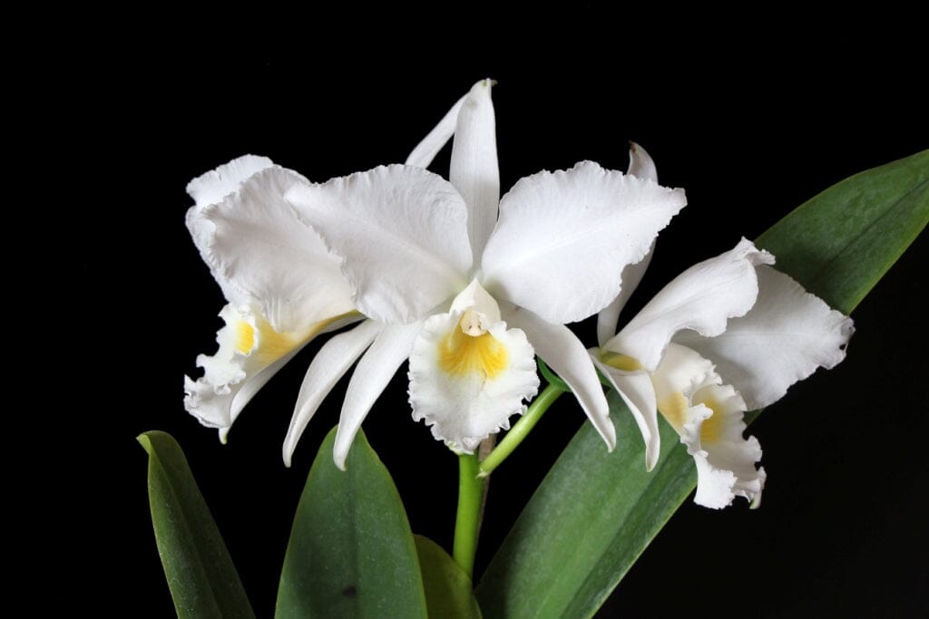 Cattleya labiata var. alba Cattleya La Foresta Orchids