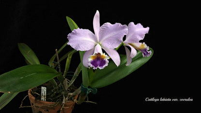 Cattleya labiata var amesiana 'Canaima's Select' x Cattleya labiata var. coerulea 'Azul' Cattleya La Foresta Orchids 