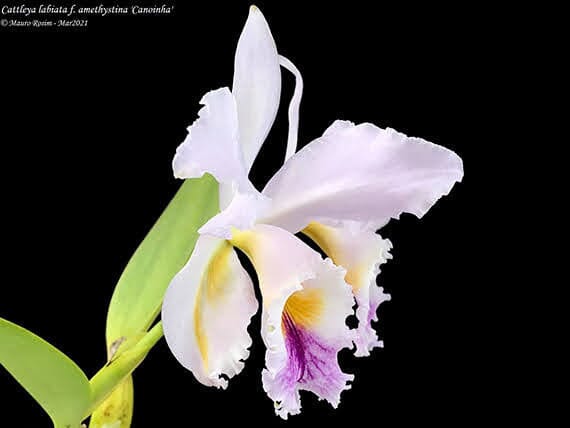 Cattleya labiata var amesiana 'Canaima's Select' x Cattleya labiata var. coerulea 'Azul' Cattleya La Foresta Orchids 