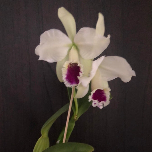 Cattleya labiata var amesiana 'Canaima's Select' x var. coerulea 'Azul' Only 1 - In BLOOM! Cattleya La Foresta Orchids