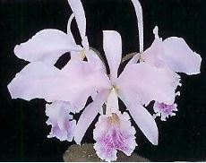 Cattleya labiata var. coerulea Cattleya La Foresta Orchids 