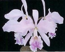 Cattleya labiata var. coerulea Cattleya La Foresta Orchids