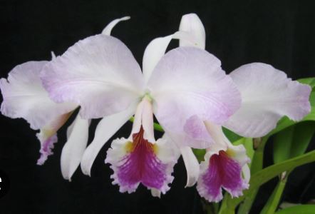 Cattleya labiata var. coerulea 'September Mist' AM/AOS x var. rubra 'Schuller" Cattleya La Foresta Orchids 
