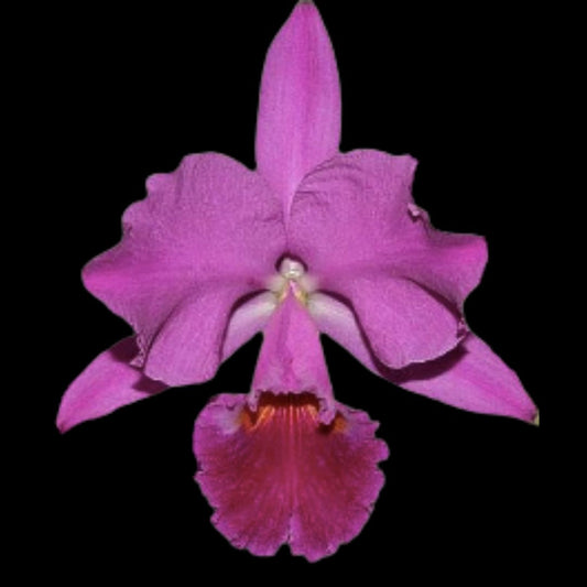 Cattleya labiata var. coerulea 'September Mist' AM/AOS x var. rubra 'Schuller" Cattleya La Foresta Orchids