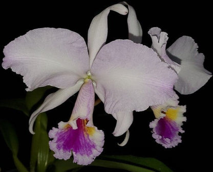 Cattleya labiata var. coerulea 'September Mist' Cattleya La Foresta Orchids 
