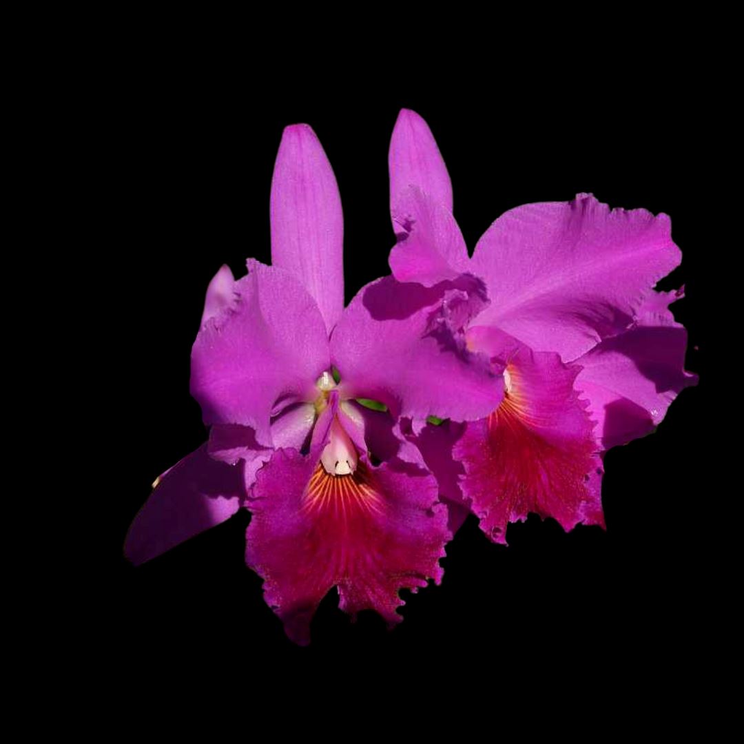 Cattleya labiata var. rubra Cattleya La Foresta Orchids 