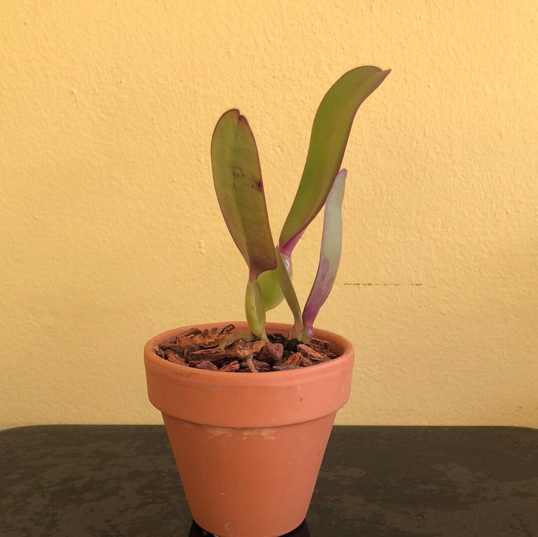 Cattleya labiata var. rubra 'Fertigo' SM/JOGA x Cattleya labiata var. rubra '4N' Cattleya La Foresta Orchids