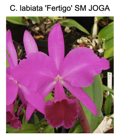 Cattleya labiata var. rubra 'Fertigo' SM/JOGA x Cattleya labiata var. rubra '4N' Cattleya La Foresta Orchids 