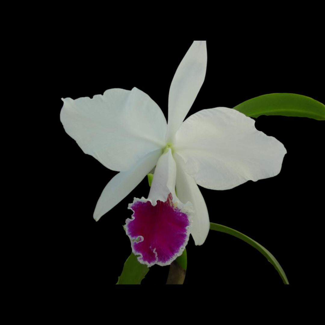 Cattleya labiata var. semi alba Cattleya La Foresta Orchids C. labiata var. semi alba 'Best' x 'Cooksoniae' - T3" in clay pot 
