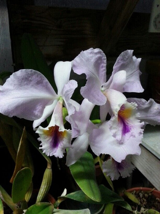 Cattleya labiata var. semi alba flamea x var. coerulea 'September Mist' Cattleya La Foresta Orchids