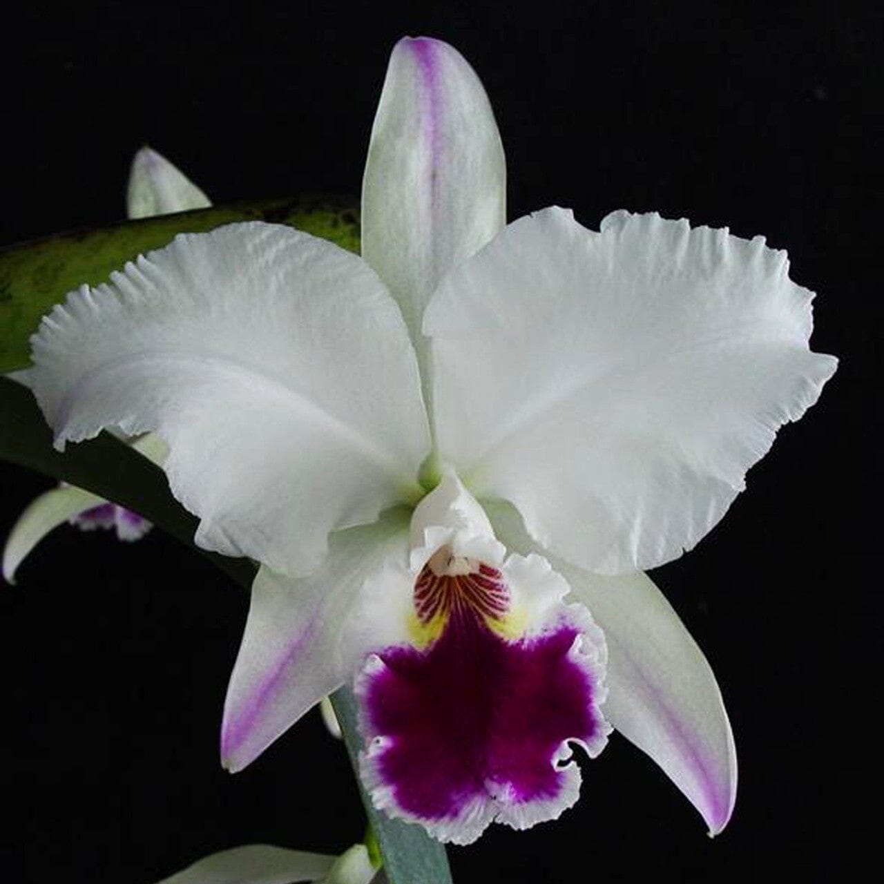 Cattleya labiata var. semi alba flamea x var. coerulea 'September Mist' Cattleya La Foresta Orchids 