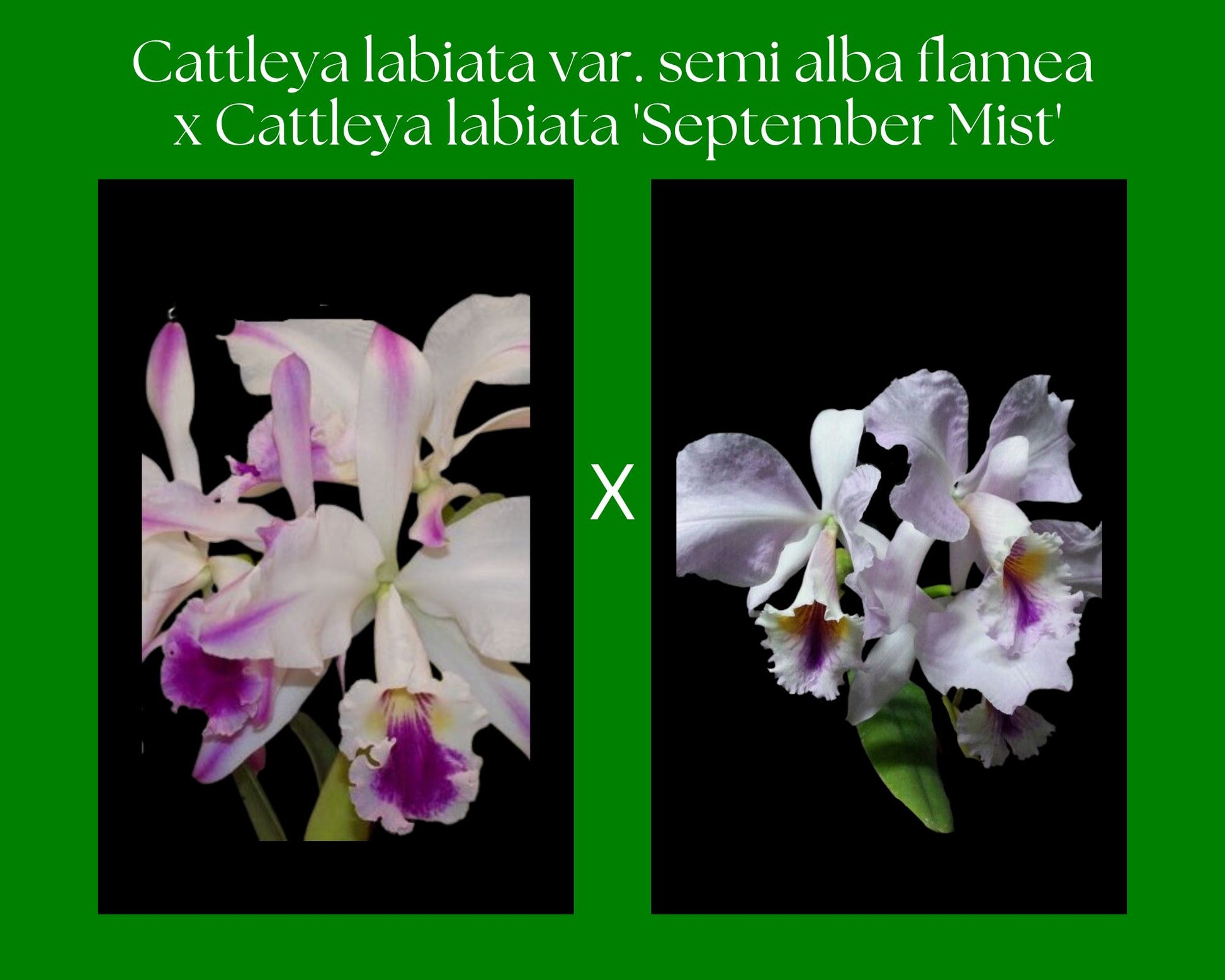 Cattleya labiata var. semi alba flamea x var. coerulea 'September Mist' Cattleya La Foresta Orchids 