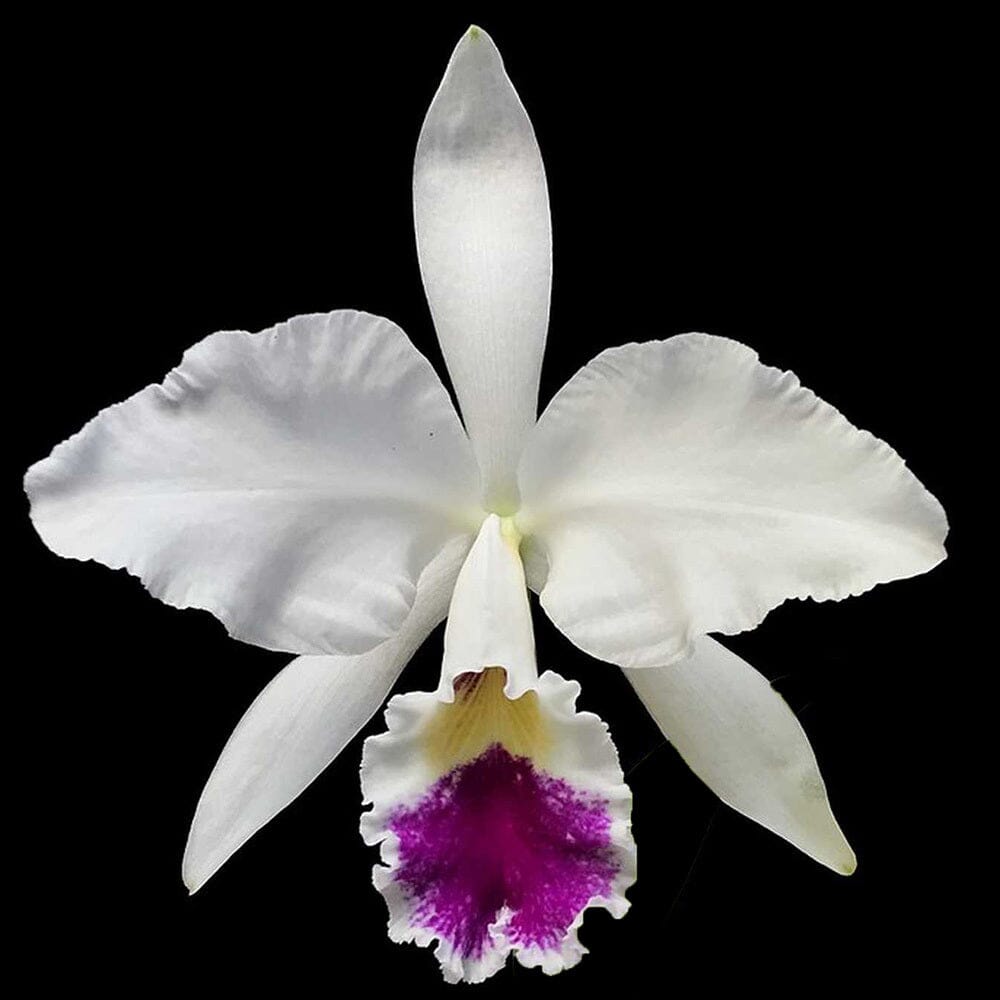 Cattleya labiata var. semi alba ‘O.E. Flare’ x var. semi alba ‘Mrs. Ashcroft xcocksoniae’ Cattleya La Foresta Orchids 