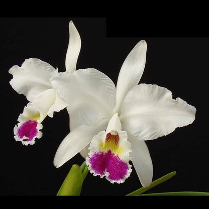 Cattleya labiata var. semi alba ‘O.E. Flare’ x var. semi alba ‘Mrs. Ashcroft xcocksoniae’ Cattleya La Foresta Orchids 