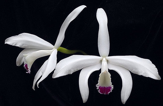 Cattleya labiata var. semi alba x Cattleya perrinii var. semi alba Cattleya La Foresta Orchids