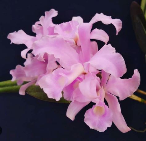 Cattleya lawrenceana var. concolor Cattleya La Foresta Orchids 